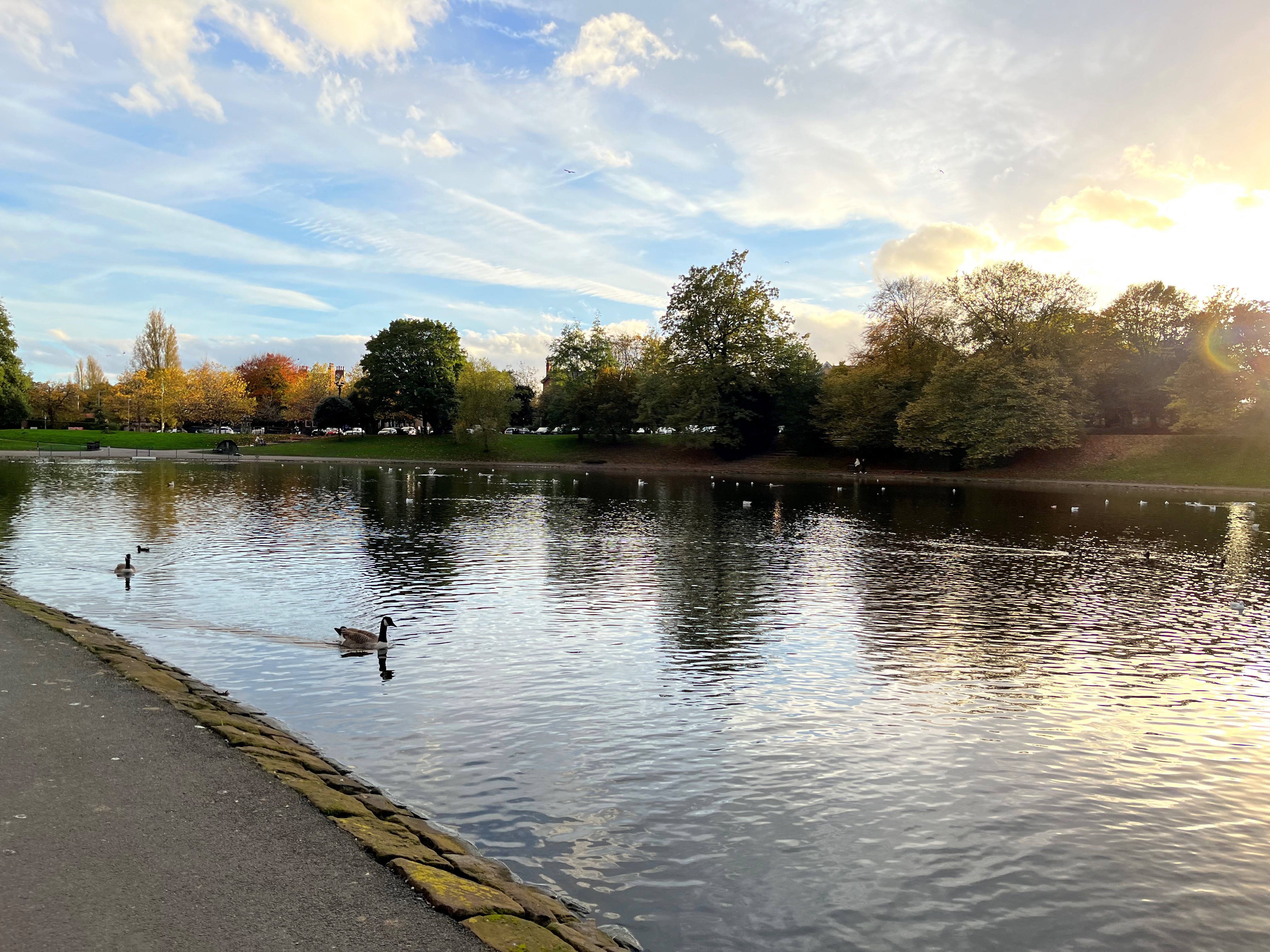 Ducks on Sefton Park lake