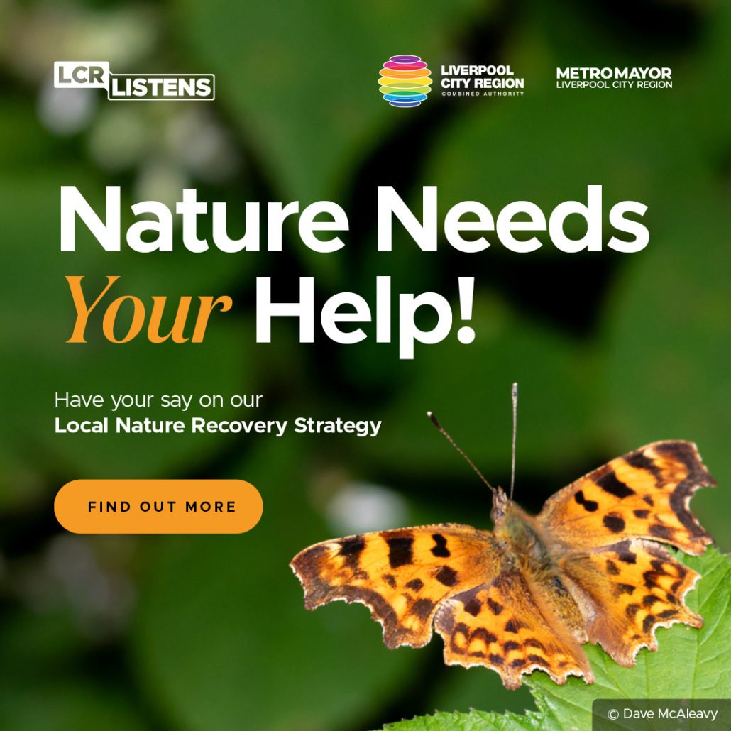 Poster with a beautiful butterfly promoting the Local Nature Recovery Strategy
